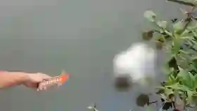 Warga Temukan Mayat Bayi Mengambang di Kali Limo Depok