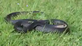 Ngeri! Remaja di Sukoharjo Digigit Ular Kobra saat Buka Paket Belanja Online  