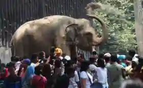 Awal 2026, Pengunjung Ragunan Tembus 113 Ribu