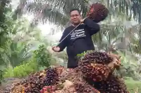 Harga CPO Turun, Kelapa Sawit Mitra Plasma Minggu Ini Dihargai Rp3.677 per Kg