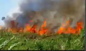 Riau Dominasi Hotspot di Sumatera, Pelalawan Catat Angka Tertinggi