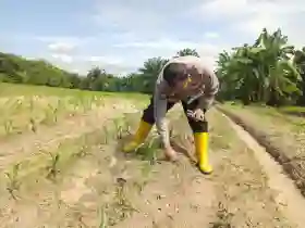  Polsek Tanah Putih Lakukan Pemupukan Perdana Jagung Ketapang, Perkuat Program Ketahanan Pangan Nasional