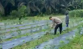  Bhabinkamtibmas Beri Motivasi Petani Cabai untuk Tingkatkan Hasil Panen