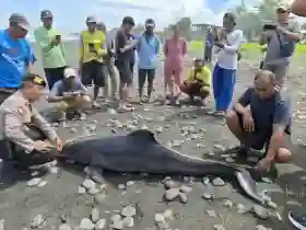 Seekor Lumba-lumba Hidung Botol Terdampar Tak Bernyawa di Pantai Jembrana