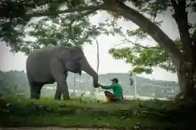 Harmoni di Tanah Balai Raja, Saat Sang Gajah dan Manusia Berbagi Ruang Kehidupan