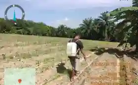  Polsek Tanah Putih Cek Perkembangan Jagung Ketahanan Pangan di Ujung Tanjung
