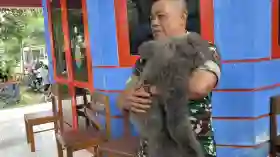 Satwa Langka Owa Jawa Masuk Permukiman di Cisarua Bandung, Seorang Anak Terluka Usai Diserang
