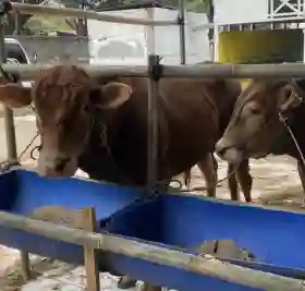 Harga Sapi dan Kambing Kurban Jelang Idul Adha 2026