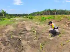 Polres Inhu Perkuat Swasembada Pangan Lewat Pengecekan Lahan Jagung Pipil 4 Hektar