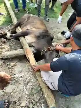 Qurban Idul Adha 1447 H, Sedinginan Potong 70 Sapi Dan 10 Ekor  Kambing