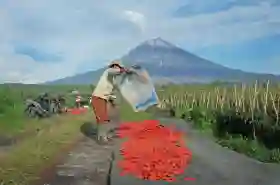 Dukung Ketahanan Pangan, BRI Salurkan KUR Rp65,9 Triliun Jangkau 558 Ribu Petani dan 23 Ribu Nelayan
