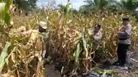 Dukung Program Asta Cita Presiden RI, Polsek Tanah Putih Bersama Kelompok Tani Panen Jagung Ketapang