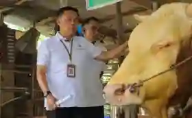 Pemeriksaan Hewan Kurban Pekanbaru Terus Dilakukan, Harus Bebas PMK