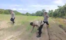  Dukung Program Asta Cita, Polsek Tanah Putih Cek Perkembangan Jagung Ketapang di Ujung Tanjung
