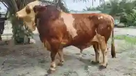 Sapi Presiden Prabowo untuk Pelalawan Rp 95 Juta, Simental 955 Kg Milik Peternak Batang Kulim
