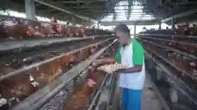 Harga Telur di Tingkat Peternak Anjlok, Ternyata Ini Biang Keroknya.