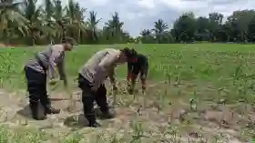  Polsek Tanah Putih Pastikan Program Ketahanan Pangan Berjalan, Jagung di Cempedak Rahuk Berkembang Baik