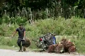 Naik Tipis, Harga Kelapa Sawit Mitra Pekan Ini Jadi Rp3.900 per Kg