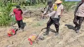 Polsek Singingi Hilir Garap 16 Hektar Lahan Sawit Untuk Tanaman Pangan.