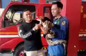 Damkar Pekanbaru Evakuasi 214 Ular dalam 4 Bulan, Kobra hingga Piton Masuk Permukiman