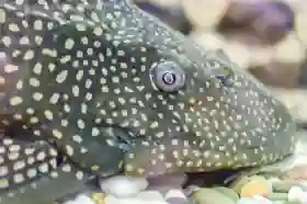 Tak Perlu Dibuang, Ikan Sapu-Sapu Bisa Diolah Jadi Pupuk