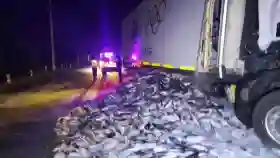 Truk Seruduk Truk di Grobogan, Muatan Ikan Tuna Berserakan di Jalan