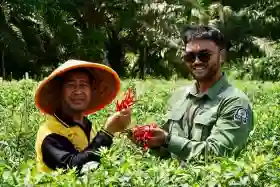  Bertahan di Tengah Tantangan, Kelompok Tani Asa Baru Binaan RAPP Tumbuh Lewat Budidaya Cabai