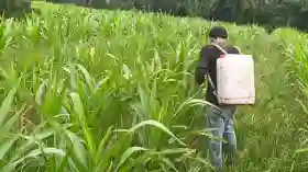  Dukung Asta Cita Presiden, Polsek Tanah Putih Pantau Perkembangan Jagung Ketapang