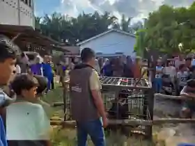 Beruang Madu Masuk Permukiman Warga Kerumutan, BBKSDA Riau Evakuasi dan Lepasliarkan