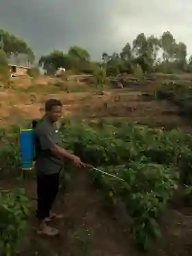 Petani Rambahan Logas Tanah Darat Kuansing Sukses Sulap Hutan Kemasyarakatan Jadi Sumber &lsquo;Cuan&rsquo; Lewat Agroforestri