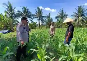  Dukung Program Asta Cita Presiden, Polsek Tanah Putih Tinjau Jagung Ketahanan Pangan di Ujung Tanjung