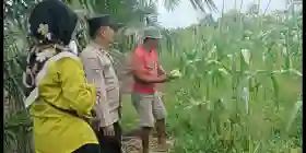 Bhabinkamtibmas Jangkang Turun ke Kebun, Ajak Warga Maksimalkan Lahan Kosong