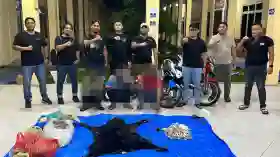 Polres Simalungun Bongkar Perdagangan Satwa Dilindungi, 30 Kg Sisik Trenggiling Disita dan Tiga Tersangka Ditangkap
