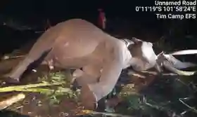  Duka Konservasi Pelalawan, Gajah Jinak Indro Tewas di Camp Flying Squad TNTN