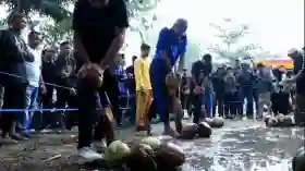  Rangkaian Milad Inhil ke-61, Ratusan Petani Antusias Ikut Lomba Menyolak Kelapa
