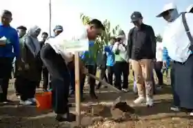  Plt Gubri Minta Pohon Sudah Ditanam di Kawasan Stadion Utama Harus Dirawat