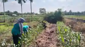 Swasembada Pangan, Bhabinkamtibmas Polres Inhu Sambangi Petani Jagung Menulis