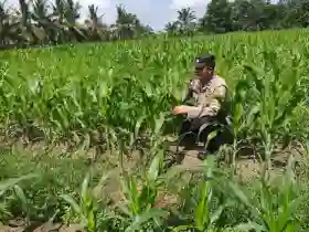  Bhabinkamtibmas Polsek Tanah Putih Pantau Perkembangan Jagung Ketahanan Pangan, Tumbuh Subur