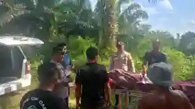  Pria 57 Tahun Ditemukan Meninggal di Kebun Sawit di Pangkalan Lesung Pelalawan