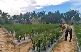  Sukseskan Ketahanan Pangan, Polsek Rengat Barat Inhu Gelar Monitoring Berkelanjutan