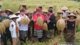 Bupati Tabanan Buka Festival Jatiluwih Ke-7, Dorong Ekonomi Rakyat dan Pariwisata Lokal