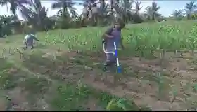  Polsek Tanah Putih Intensifkan Perawatan Jagung Ketapang, Wujud Dukungan terhadap Asta Cita Presiden RI