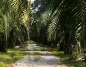 Pekerja Perkebunan Tewas Terjatuh di Tanjung Medan