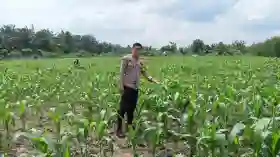  Bhabinkamtibmas Cek Lahan Jagung Kelompok Tani Maju Bersama di Ukui Pelalawan