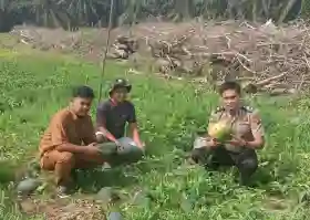  Dampingi Pemanen Semangka di Lahan Tumpang Sari, Polsek Ukui Dukung Ketahanan Pangan