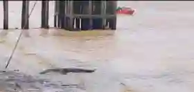  Seekor Buaya Muncul di Pos Polairud dan Pelabuhan Tembilahan, Warga Diimbau Waspada