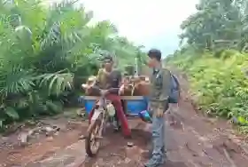 Nyaris Jadi Korban Harimau, Pekerja Sawit di Siak Berhasil Lolos Usai Motornya Dicakar