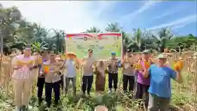  Dukung Asta Cita Presiden RI, Polsek Bukit Kapur Panen Raya Jagung Kuartal III Hasilkan 1 Ton Jagung Pipil