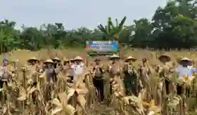 Polsek Rimba Melintang Gelar Panen Raya Jagung, Bukti Nyata Dukungan Ketahanan Pangan Nasional