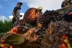 Tembus Angka Tertinggi, Harga Sawit Mitra Plasma Riau Naik Jadi Rp3.831 per Kilogram